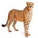 100 Pics Cats Answers Level 6
