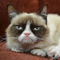 100 Pics Cats Answers Level 12