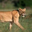 100 Pics Cats Answers Level 14