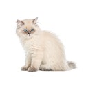 100 Pics Cats Answers Level 17