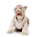 100 Pics Cats Answers Level 20