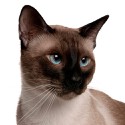 100 Pics Cats Answers Level 23