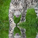 100 Pics Cats Answers Level 24