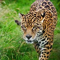 100 Pics Cats Answers Level 26