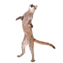 100 Pics Cats Answers Level 29