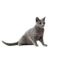 100 Pics Cats Answers Level 30