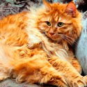 100 Pics Cats Answers Level 32