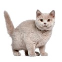 100 Pics Cats Answers Level 38