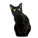 100 Pics Cats Answers Level 41