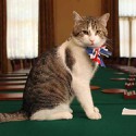 100 Pics Cats Answers Level 42