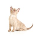 100 Pics Cats Answers Level 48