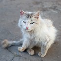 100 Pics Cats Answers Level 50