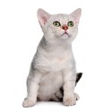 100 Pics Cats Answers Level 51