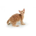 100 Pics Cats Answers Level 52