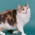 100 Pics Cats Answers Level 56