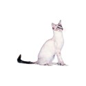 100 Pics Cats Answers Level 58