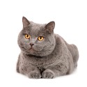 100 Pics Cats Answers Level 61