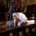 100 Pics Cats Answers Level 62
