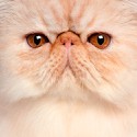 100 Pics Cats Answers Level 64