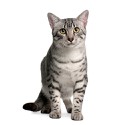 100 Pics Cats Answers Level 66