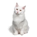100 Pics Cats Answers Level 71