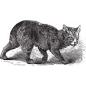 100 Pics Cats Answers Level 74