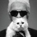 100 Pics Cats Answers Level 76