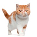 100 Pics Cats Answers Level 77