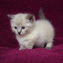 100 Pics Cats Answers Level 78