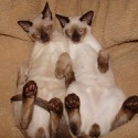 100 Pics Cats Answers Level 80