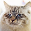 100 Pics Cats Answers Level 81