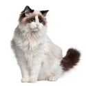 100 Pics Cats Answers Level 82