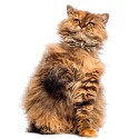 100 Pics Cats Answers Level 83