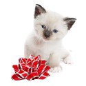 100 Pics Cats Answers Level 84