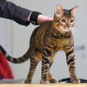 100 Pics Cats Answers Level 85