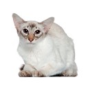 100 Pics Cats Answers Level 86