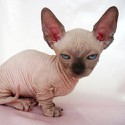 100 Pics Cats Answers Level 87
