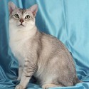 100 Pics Cats Answers Level 88