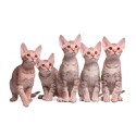 100 Pics Cats Answers Level 92