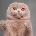 100 Pics Cats Answers Level 94