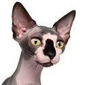 100 Pics Cats Answers Level 95