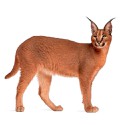 100 Pics Cats Answers Level 96