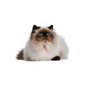 100 Pics Cats Answers Level 97