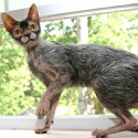 100 Pics Cats Answers Level 98