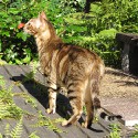 100 Pics Cats Answers Level 99