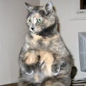 100 Pics Cats Answers Level 100