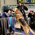 100 Pics Airport Answers Level 78