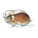 100 Pics Animal Kingdom 1 Answers Level 3