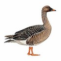 100 Pics Animal Kingdom 1 Answers Level 4