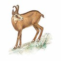 100 Pics Animal Kingdom 1 Answers Level 15